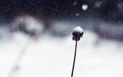 LA MANUTENZIONE ORDINARIA DEL GIARDINO PRIMA DELL’INVERNO