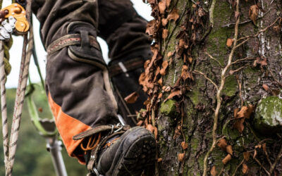 TREECLIMBING: LA CORRETTA POTATURA DELLE ALBERATURE