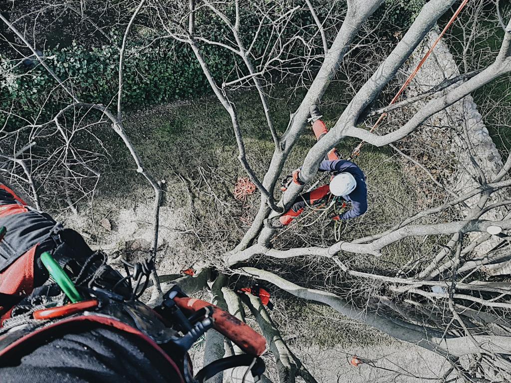 © Giambenini srl - Tree climbing Verona